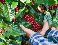 Nutty by Nature - Brazilian - NOJO COFFEE