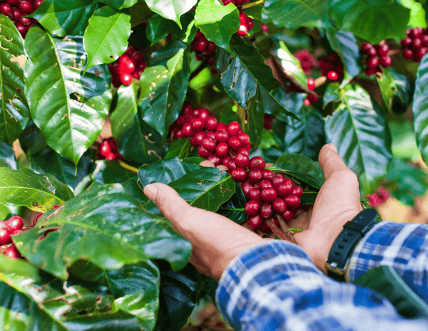 Nutty by Nature - Brazilian - NOJO COFFEE
